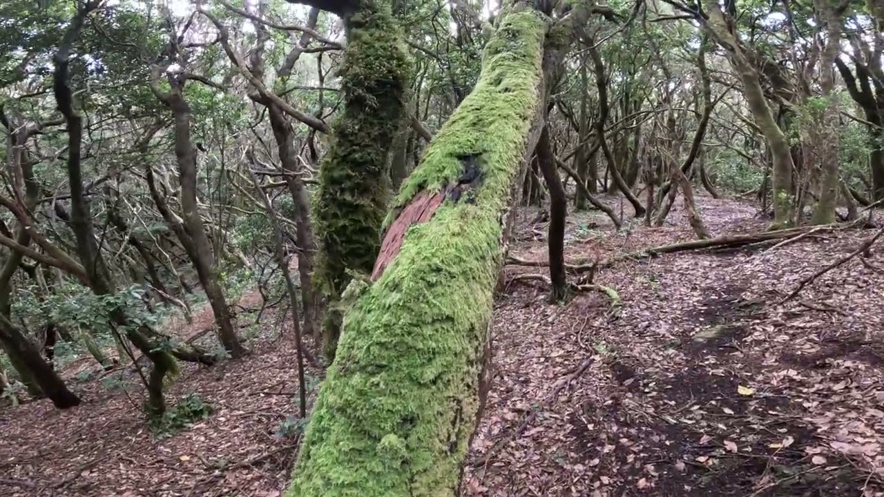 El bosque de los Enigmas Tenerife