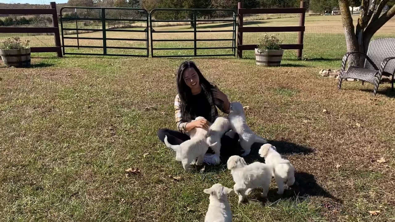 Blondie X Tucker Okefeild Acres Teddybear Standard Goldendoodle Puppies - 5 Wks