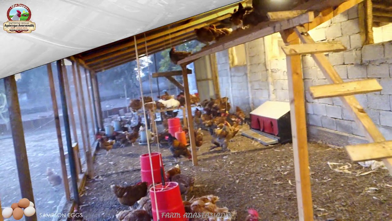 Κότες Αυγά Ελευθέρας Βοσκής(κοτέτσι)Free Range eggs Chicken house FARM ANASTASIADI - SAMPSON EGGS