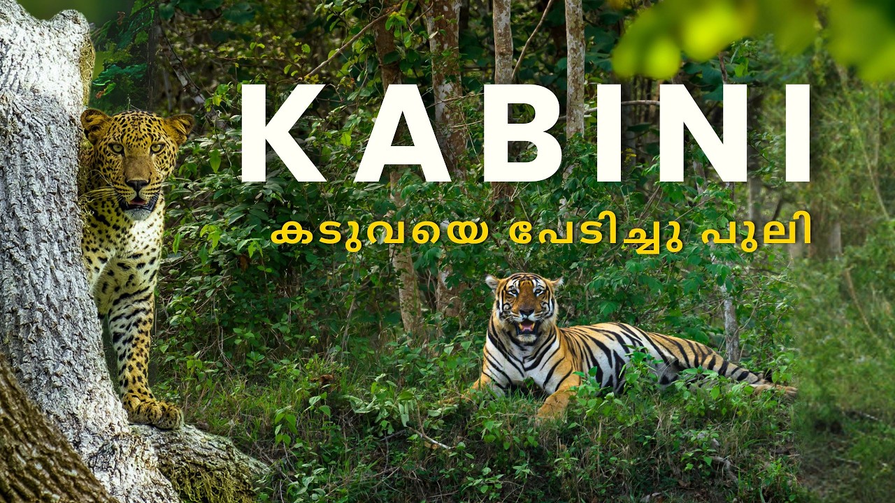 കടുവകൾ വാഴും കബിനി, KABINI 4K UHD @Tripping Vibes