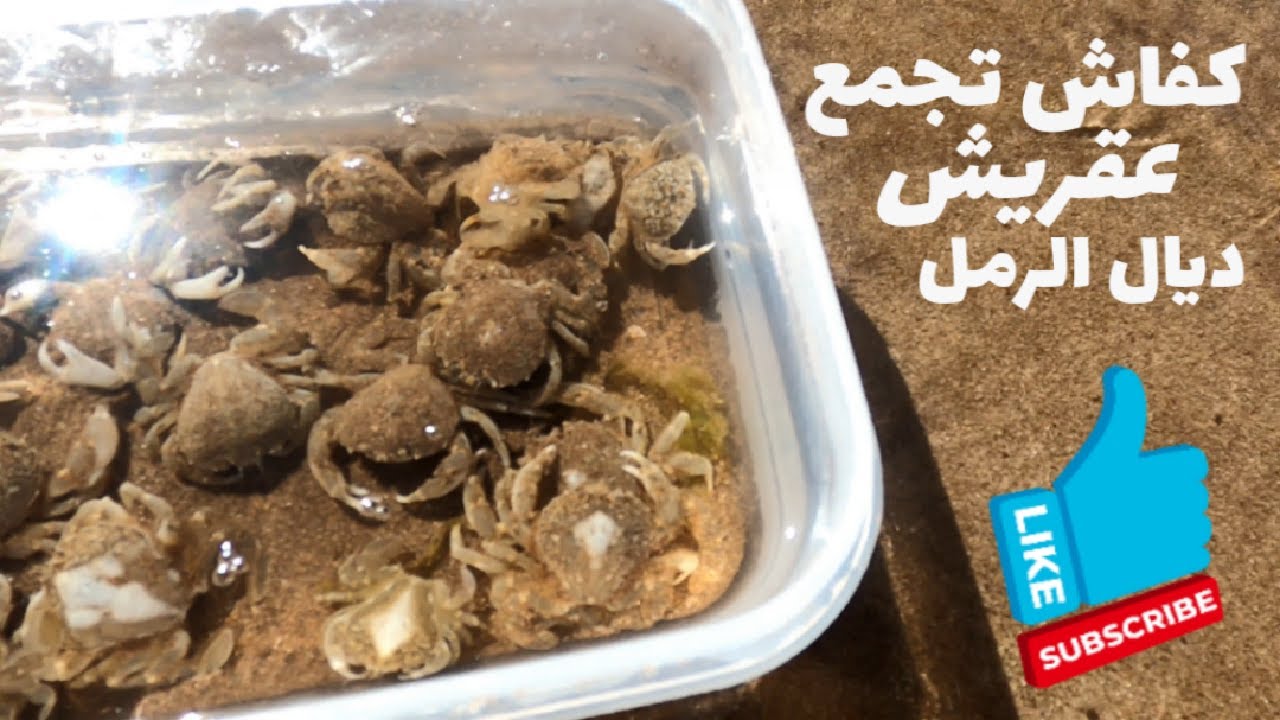 اسهل طريقة لجمع العقريش او بوجنيبة