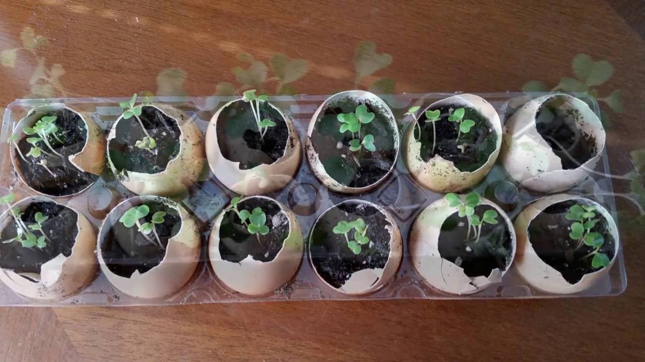 Starting seeds in eggshells