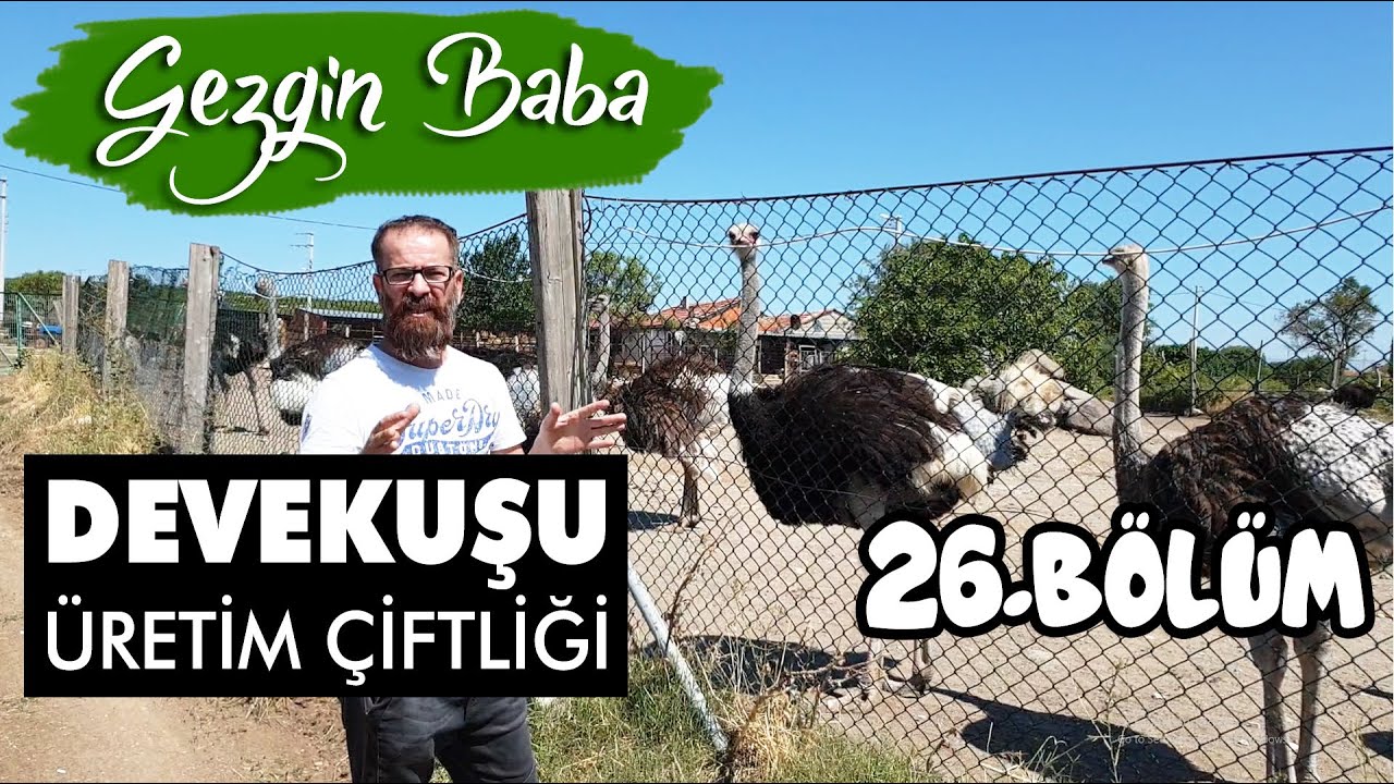 Hasmera Devekuşu Çiftliği | Ezine Gökçebayır Köyü | Devekuşu Yumurtası | Gezgin Baba | 26.Bölüm