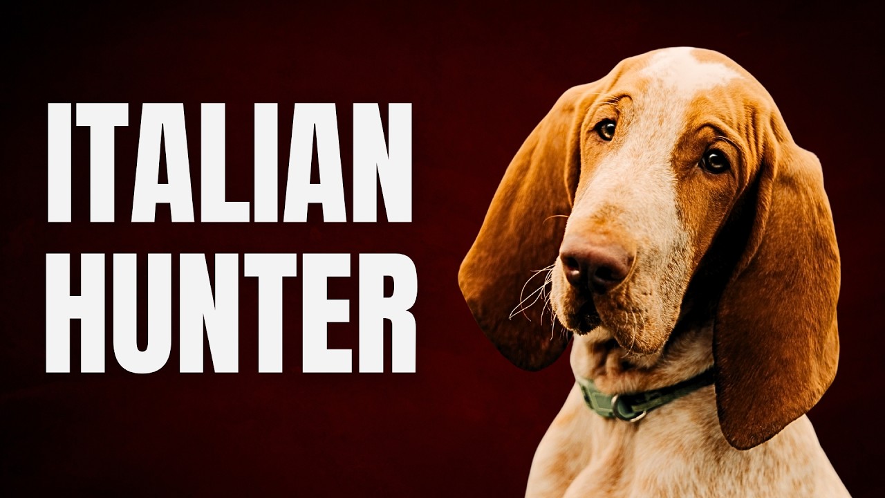 Bracco Italiano: The Elegant Hunter of Italy