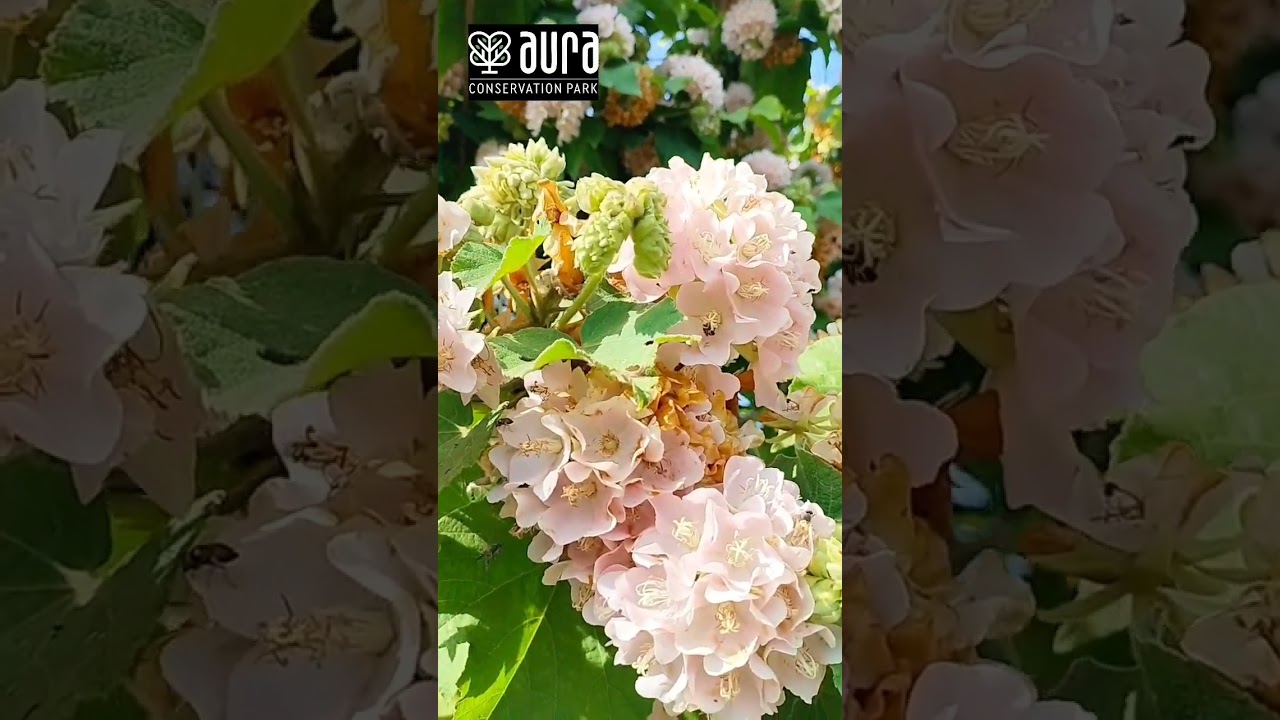 ice cream flower 