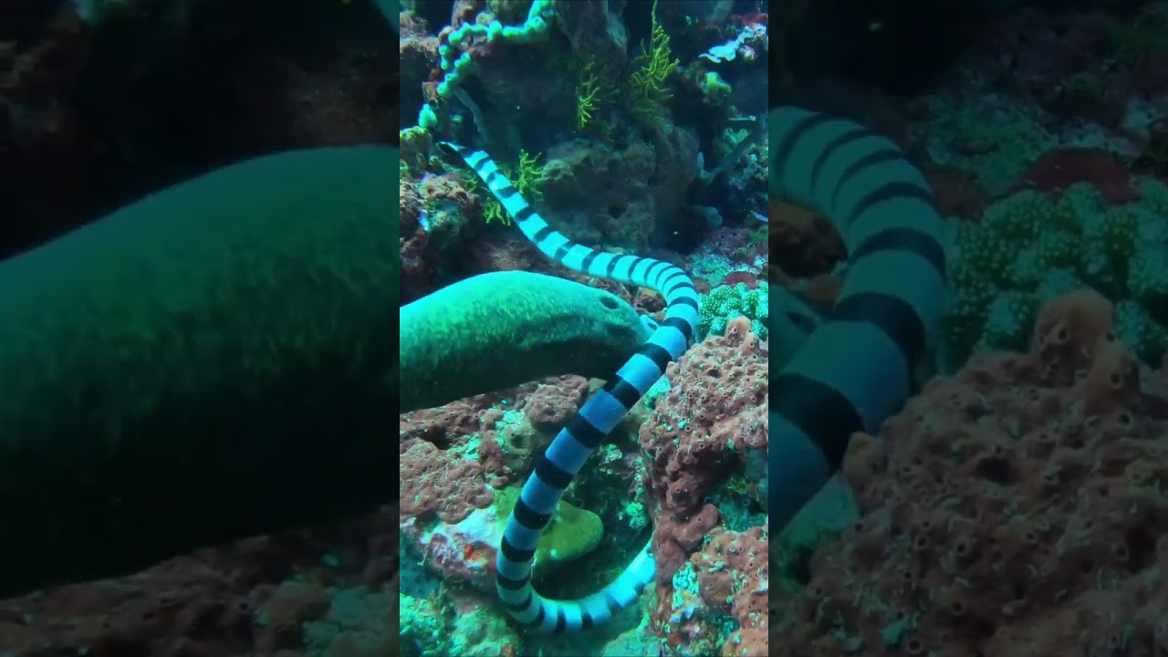 Banded Sea Snake V Giant Moray Eel #natureismetal #keepnaturemetal #underwaterworld