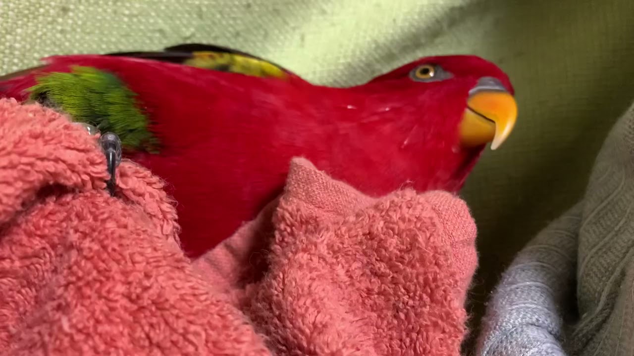 Red birb and towels II