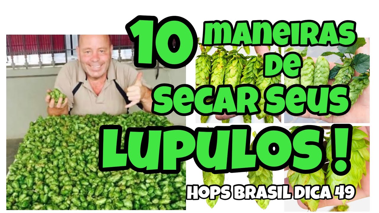 10 MANEIRAS DE SECAR LUPULOS!  HOPS BRASIL DICA 49