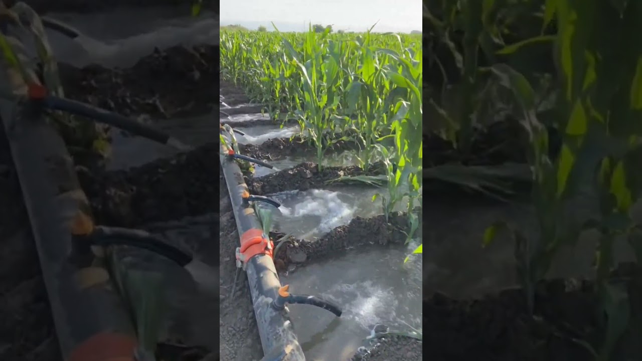 Pengairan tanaman jagung