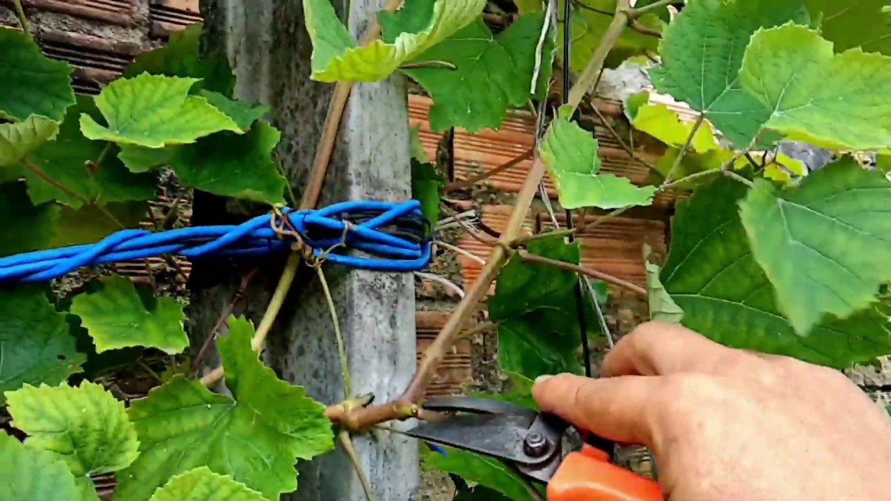 Como podar uva para frutificar
