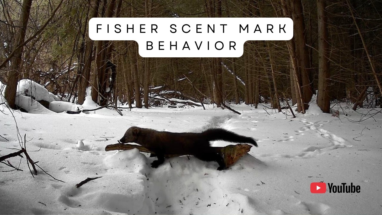 Fisher Scent Mark Behavior | FIVE Trail Camera Videos