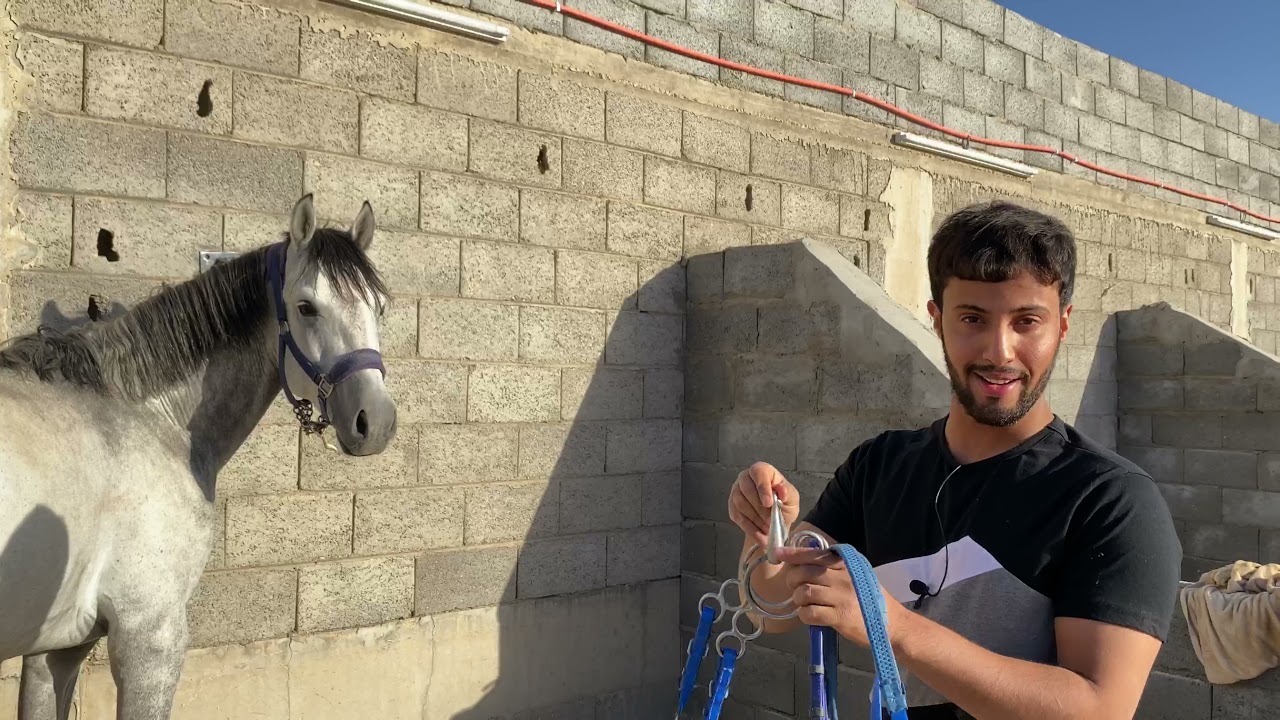 أساسيات تطبيع الخيل وبناء علاقه جيده مع جوادك