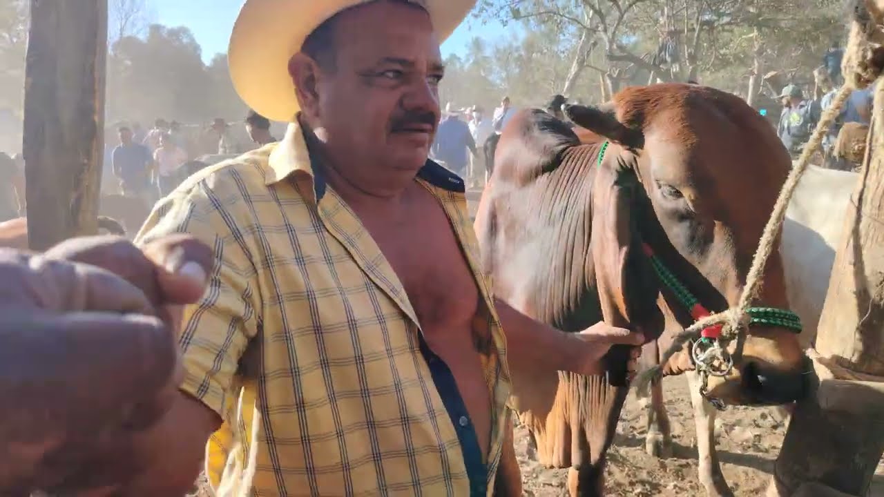 Bonitos toros en El Transito San Miguel El Salvador On 