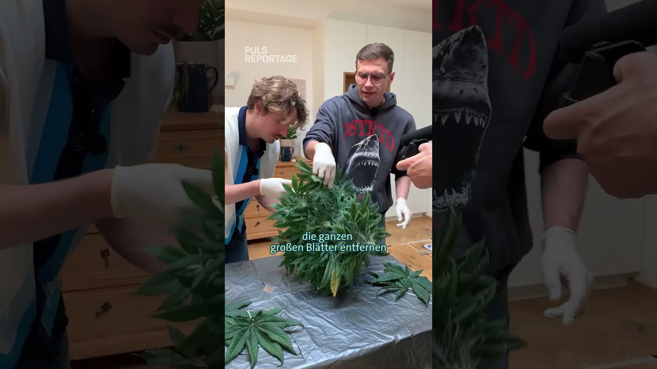 🥦 anbauen: Tag der Ernte! #pulsreportage #reportage #doku