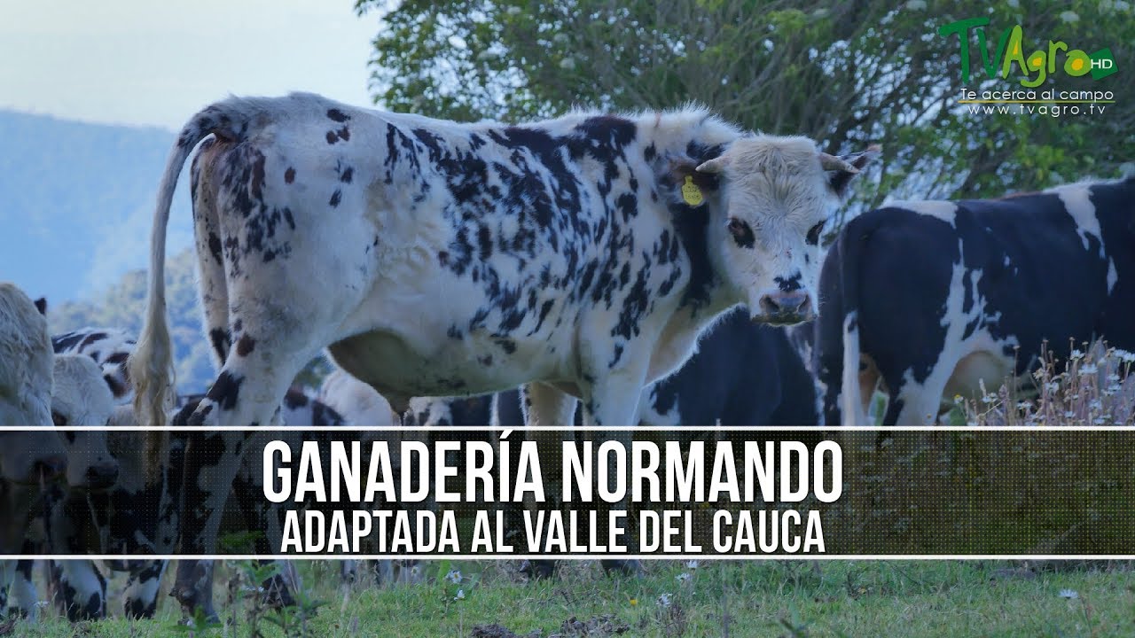 Beneficios y Caracteristicas de la Ganaderia Normando - TvAgro por Juan Gonzalo Angel