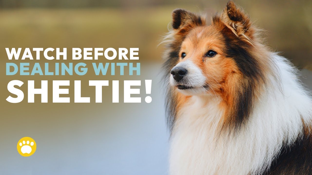 The Shetland Sheepdog&rsquo;s Sheltie Physical Traits & Temperament