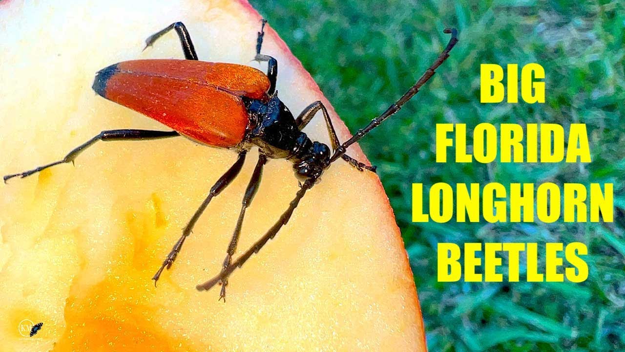 GIANT RED LONGHORN BEETLES COME TO BUTTERFLY TRAP