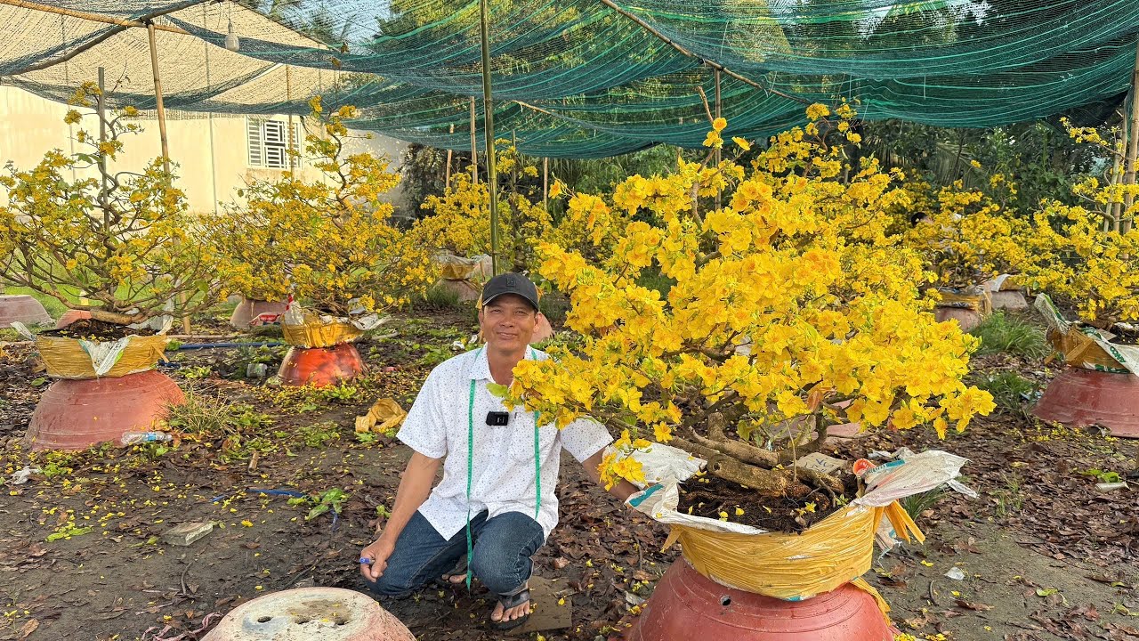 chợ mai vàng - MAI GIẢO TÂN CHÂU 21/2/2026 (#0917145232 ÚT EM)