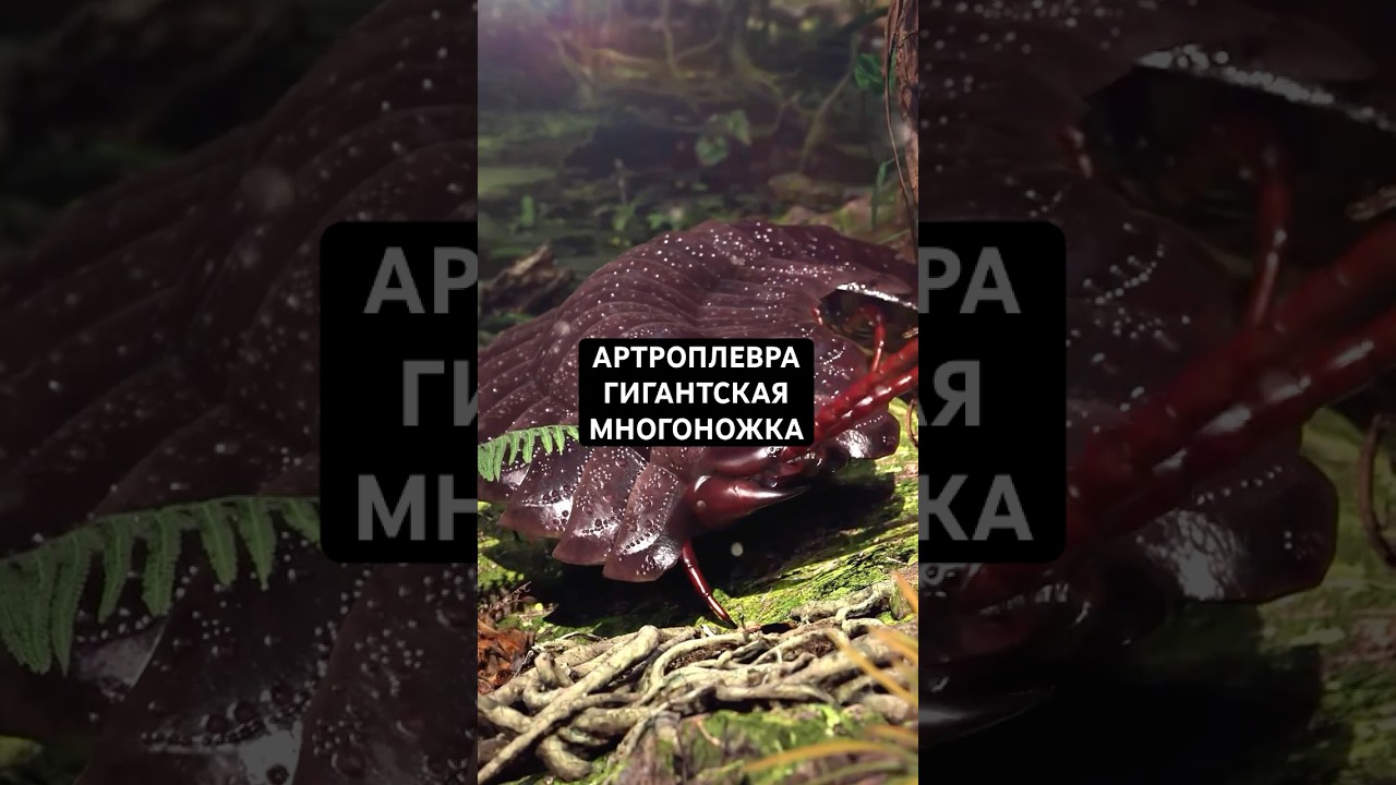 Артроплевра - Гигантская многоножка размером с человека