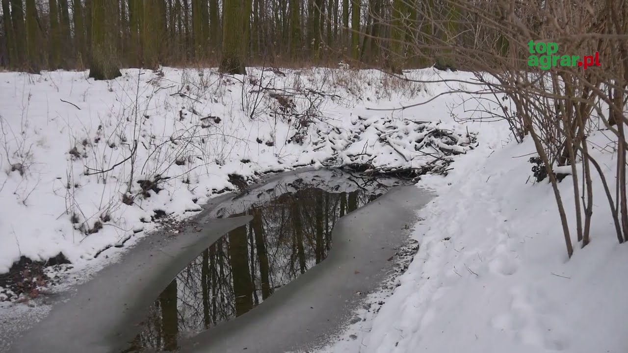 Opolszczyzna: bobry budują tamy i zalewają pola rolnikom