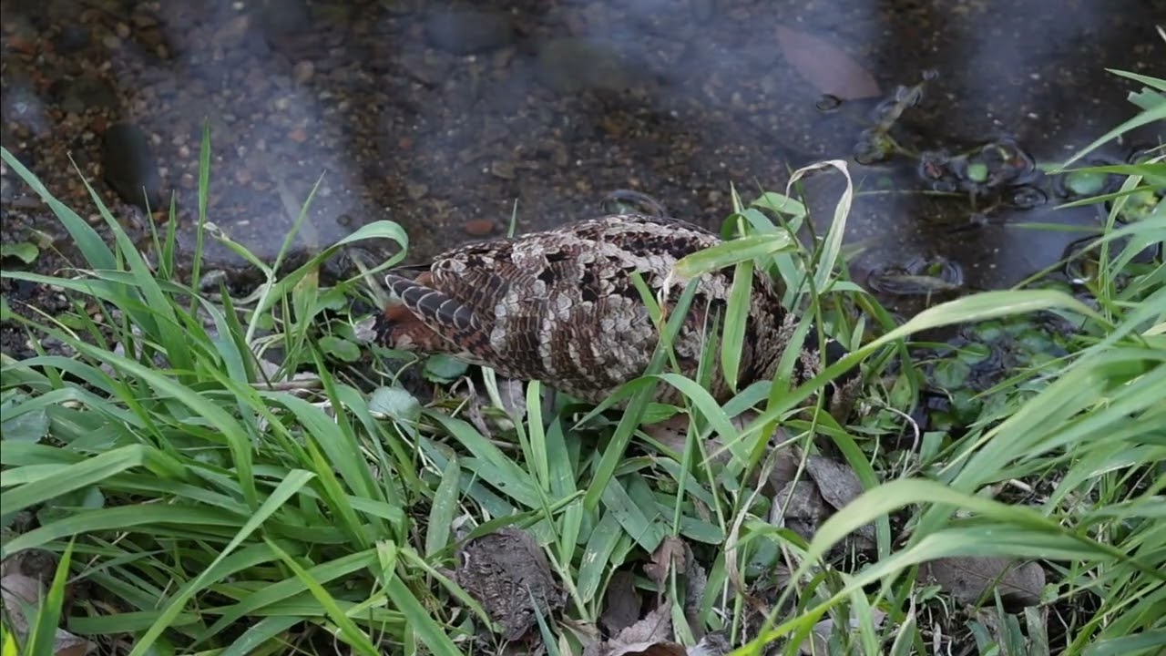 水際で餌探し🎵
