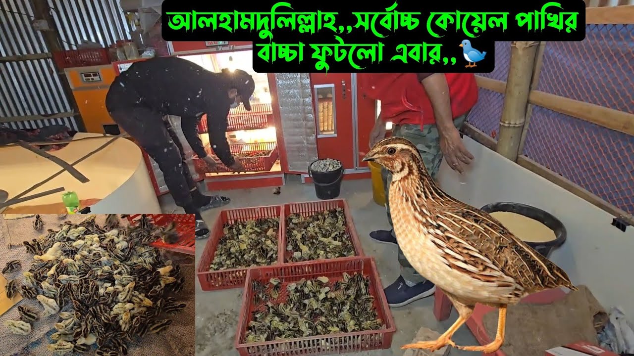 আলহামদুলিল্লাহ,,সর্বোচ্চ কোয়েল পাখির বাচ্চা ফুটলো এবার,,🐦