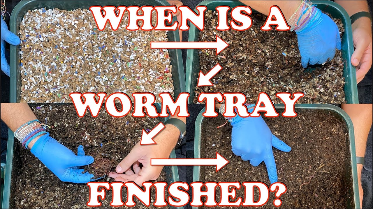 When Is A Worm Tower Ready For Another Tray On Top? | Vermicompost Worm Farm