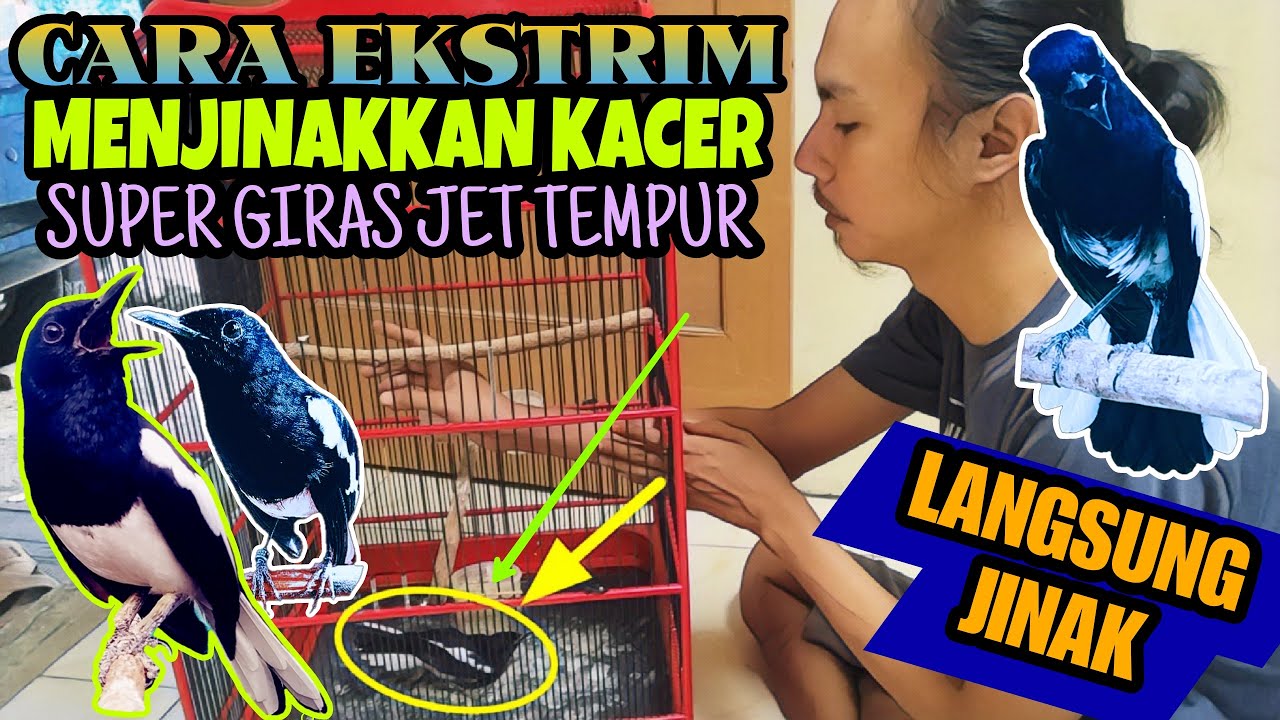 INI DIA ⁉️ CARA EKSTRIM MENJINAKKAN KACER GIRAS CEPAT JINAK JINAK || Qinara Banyuwangi