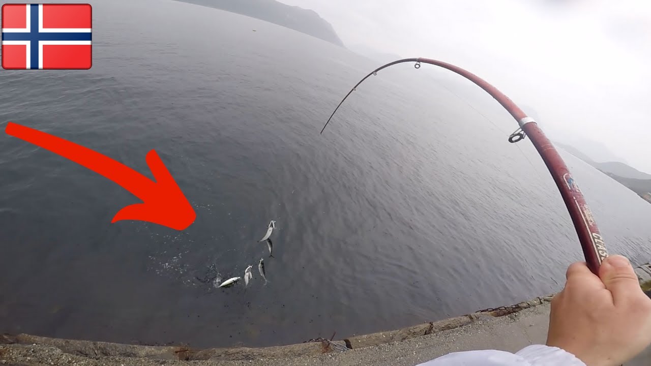 Kas būna kai žuvys i&scaron;protėja? // Skumbrių žvejyba Norvegijoje /fishing in Norway