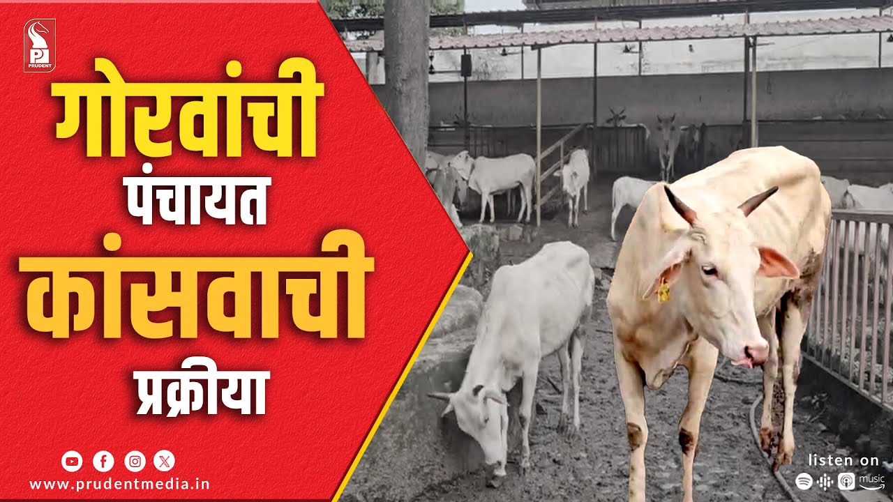 Hectic Process of retrieving Cattle from Goshala