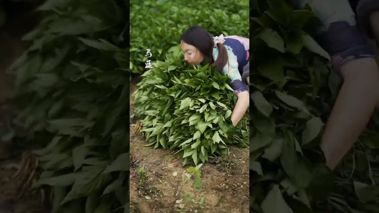 O processo de tingimento com cera feidu da China