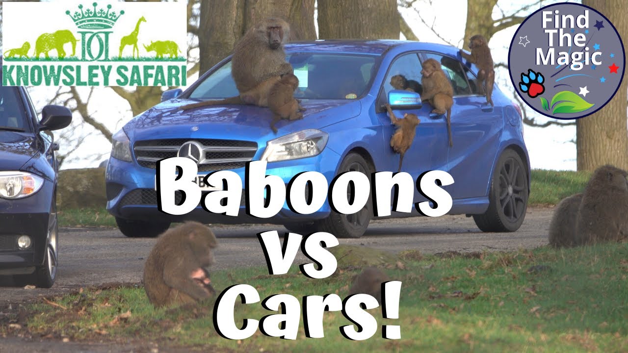Baboons on Cars | Baboons at Knowsley Safari Park Drive Safari