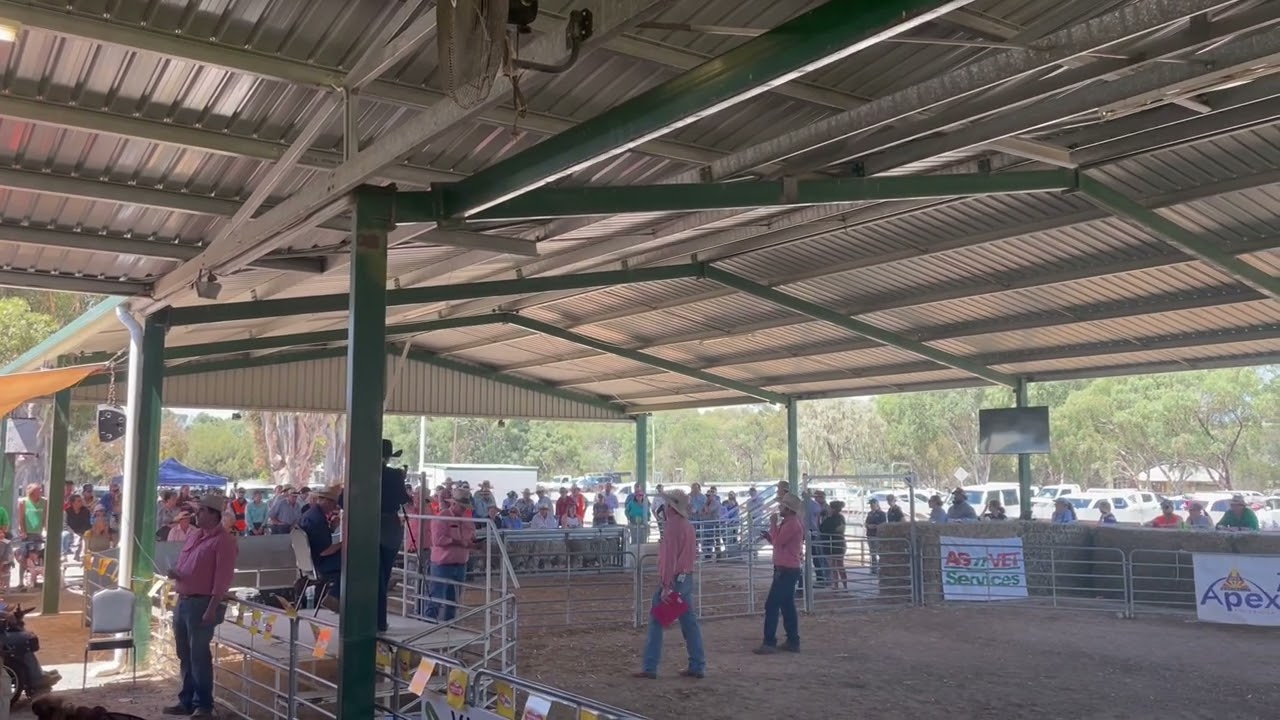 Station Bred Harry Auction Video-  Jerilderie Dog Auction 2024
