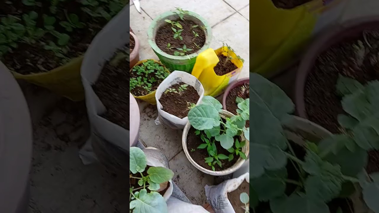 🌿 मेरे टेरेस गार्डन में उगी 12 सब्ज़ियाँ | घर की छत पर मिनी खेती | Terrace Garden Tour 2026