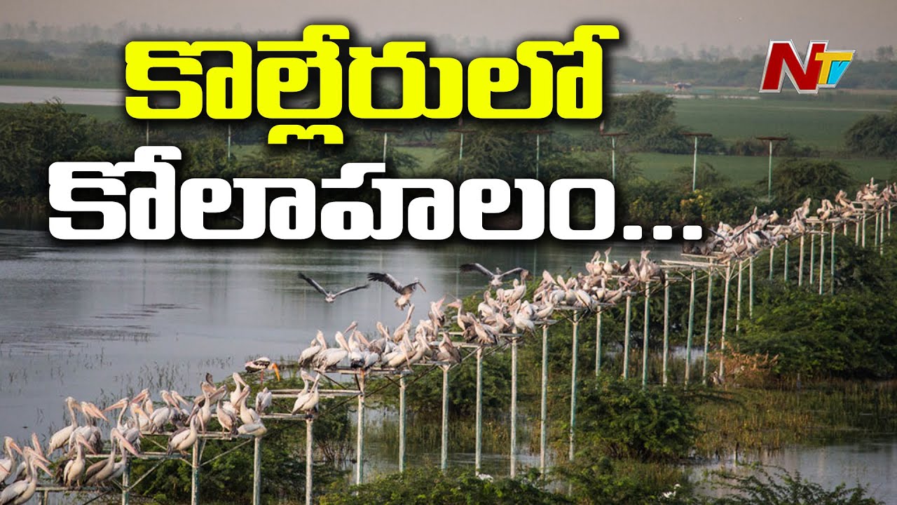 కొల్లేరు పరిసరాల్లో విదేశీ పక్షుల కోలాహలం | Migratory Birds Arrive at Kolleru Lake | Ntv