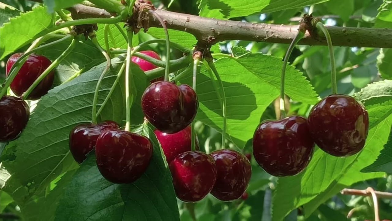 Wspomnienia 2025 z perspektywy osoby przy zbiorach 