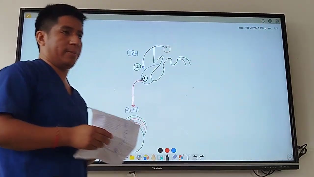 Seminario de CCBB: Capítulo de Endocrino (4/10)