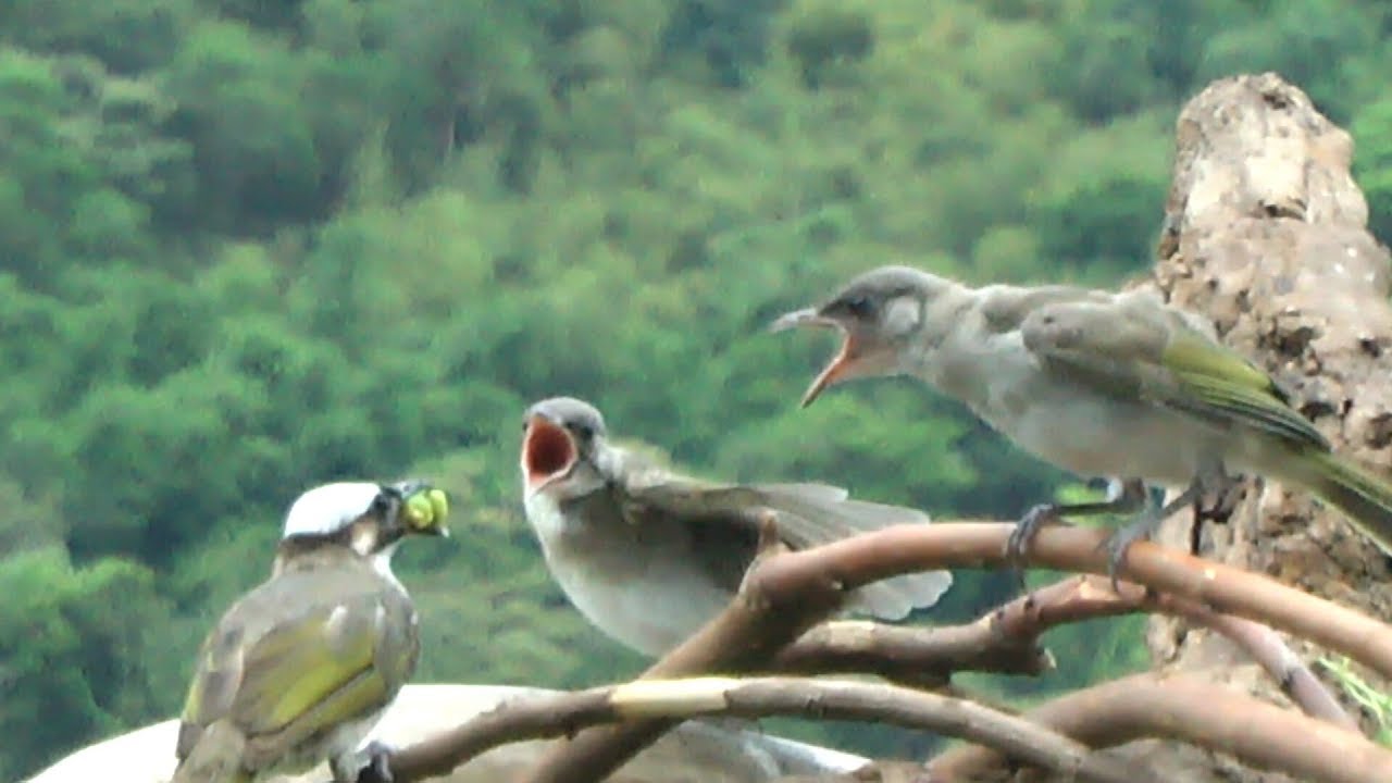 白頭翁 ( 6 ) 離巢後餵食 Bulbul ( 6 ) Feeding 2019.AUG.26