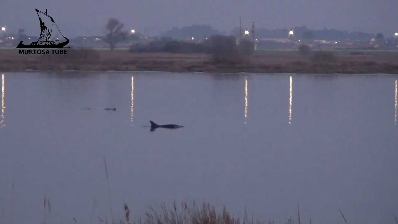 Um anoitecer com os golfinhos na Ria de Aveiro