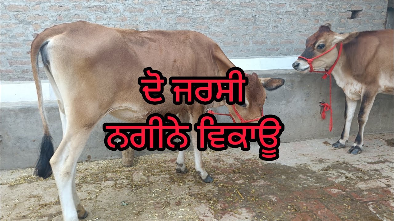 9781815150 ਦੋ ਜਰਸੀ ਵੱਛੀਆਂ ਵਿਕਾਊ ਦੋਵਾਂ ਦਾ ਮੁੱਲ 48000