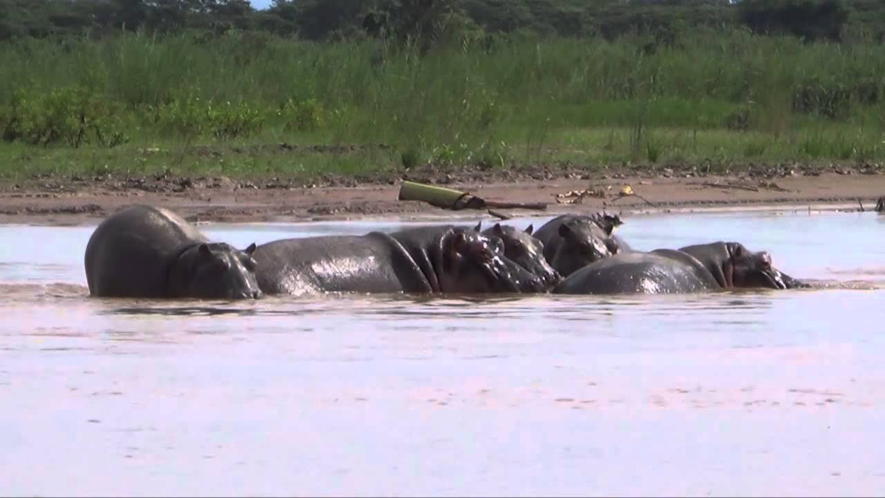 Visit Burundi: Rusizi National Park