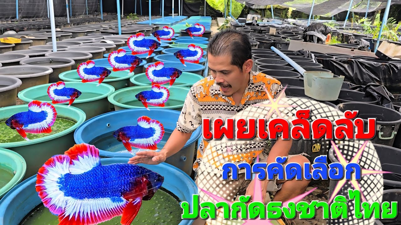 เผยเคล็ดลับการคัดเลือกปลากัดธงชาติไทย