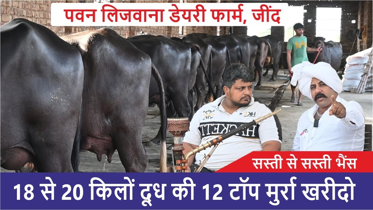 18 से 20 KG दूध की 12 टॉप मुर्रा झोटी खरीदो  || पवन लजवाना डेयरी फार्म