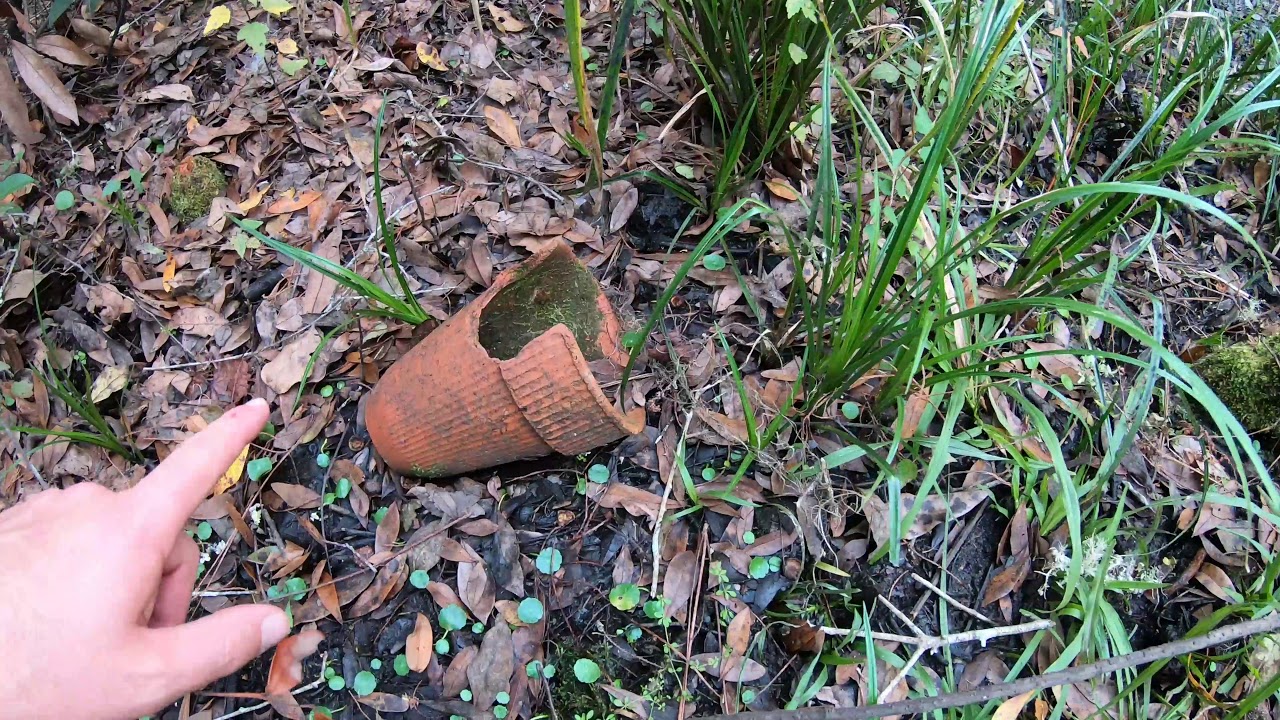 Turpentine History in Goethe State Forest (Part One)