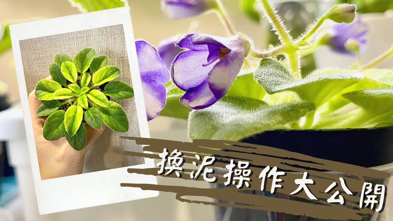 換泥其實好￼￼￼輕鬆 | 準備靚靚過新年