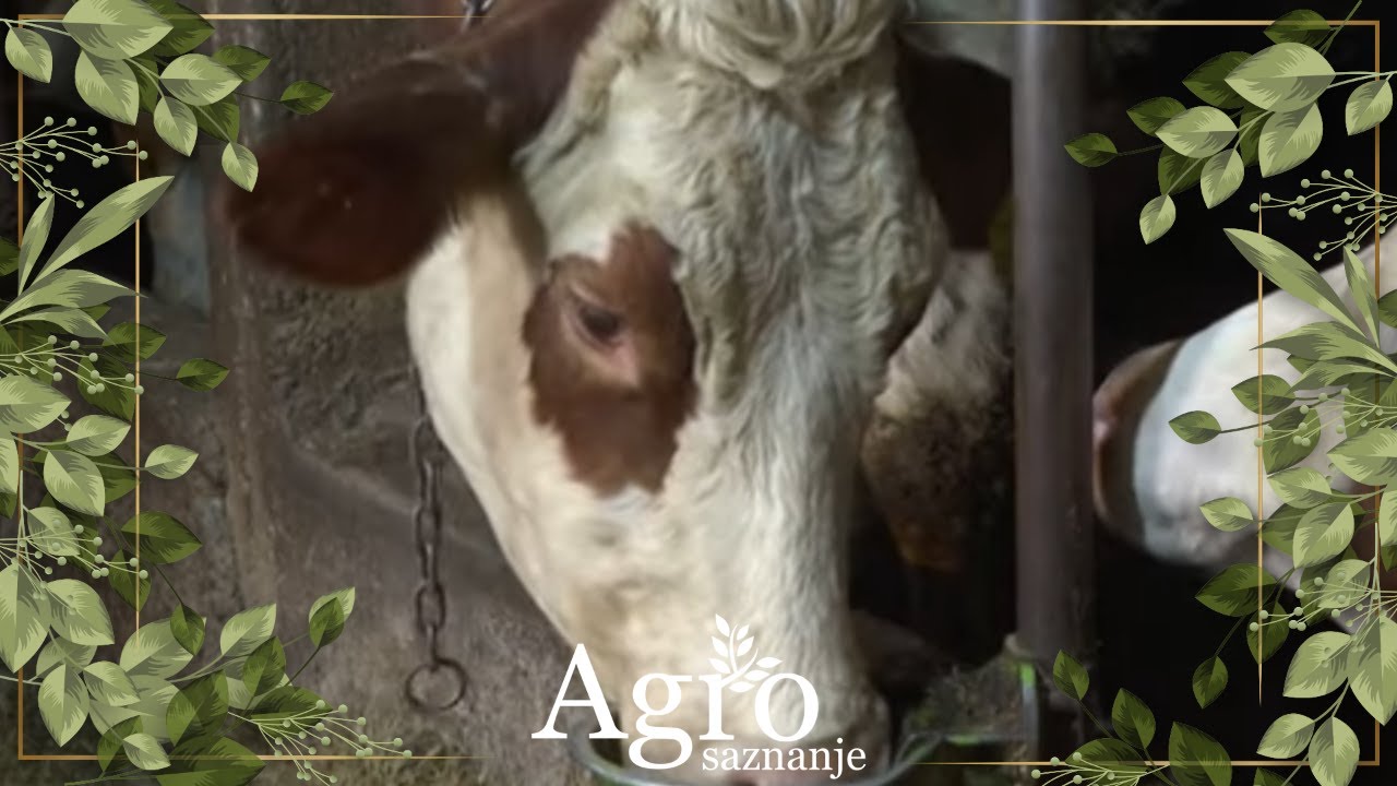 Krsto Tripković iz Morače o mješovitoj proizvodnji -  AGROSAZNANJE