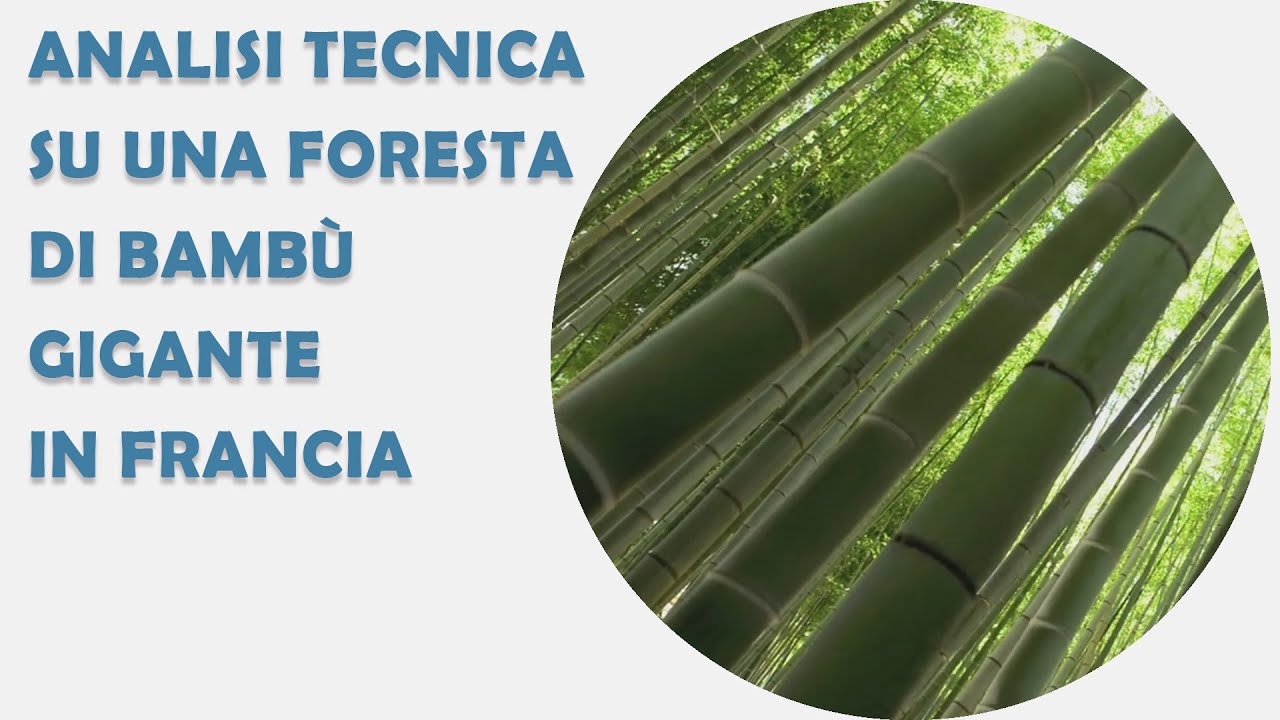 Analisi tecnica su una Foresta di Bambù Gigante in Francia
