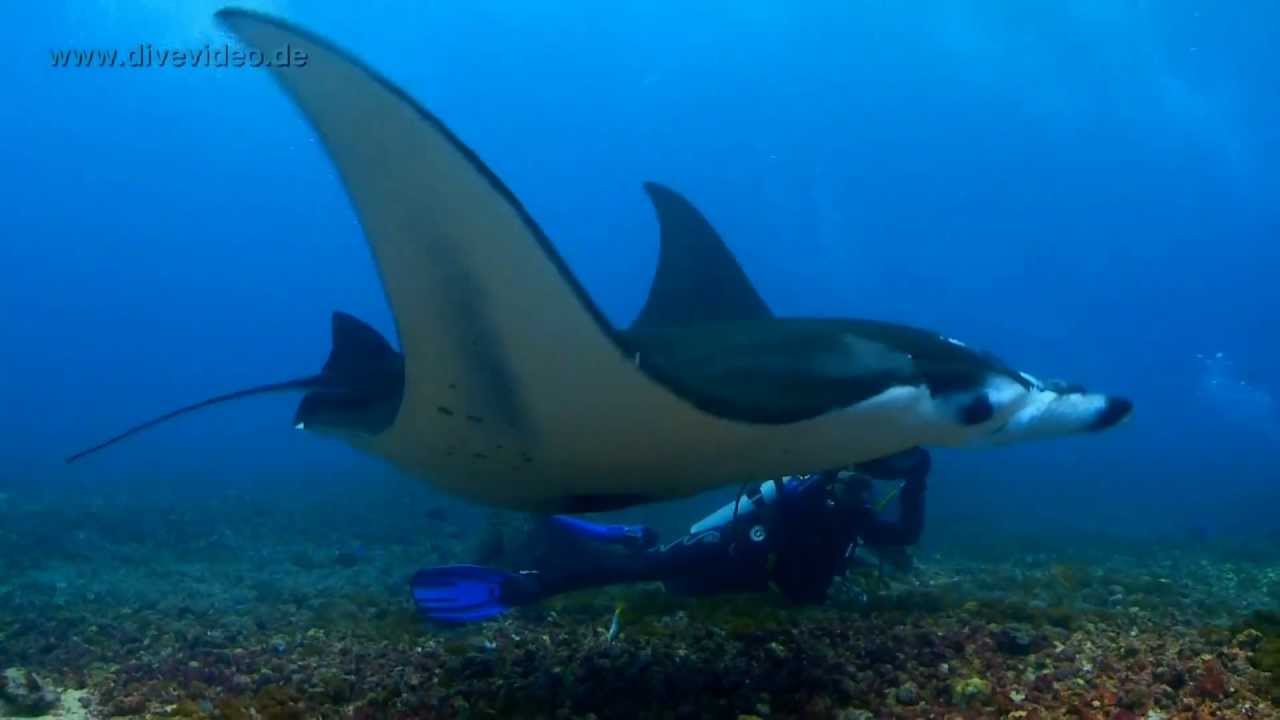 Indonesien-tauchen im Korallendreieck