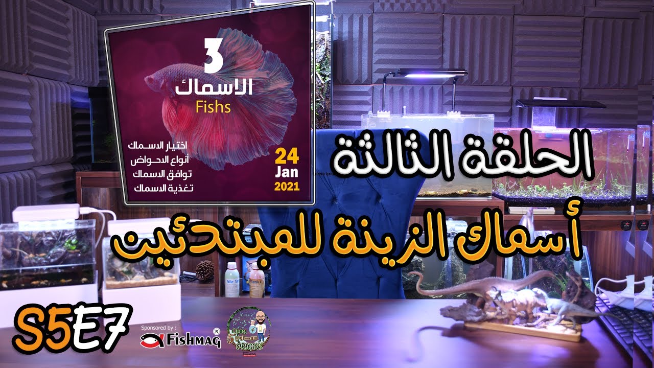 S5E7 -  (أسماك الزينة للمبتدئين (الحلقة الثالثة