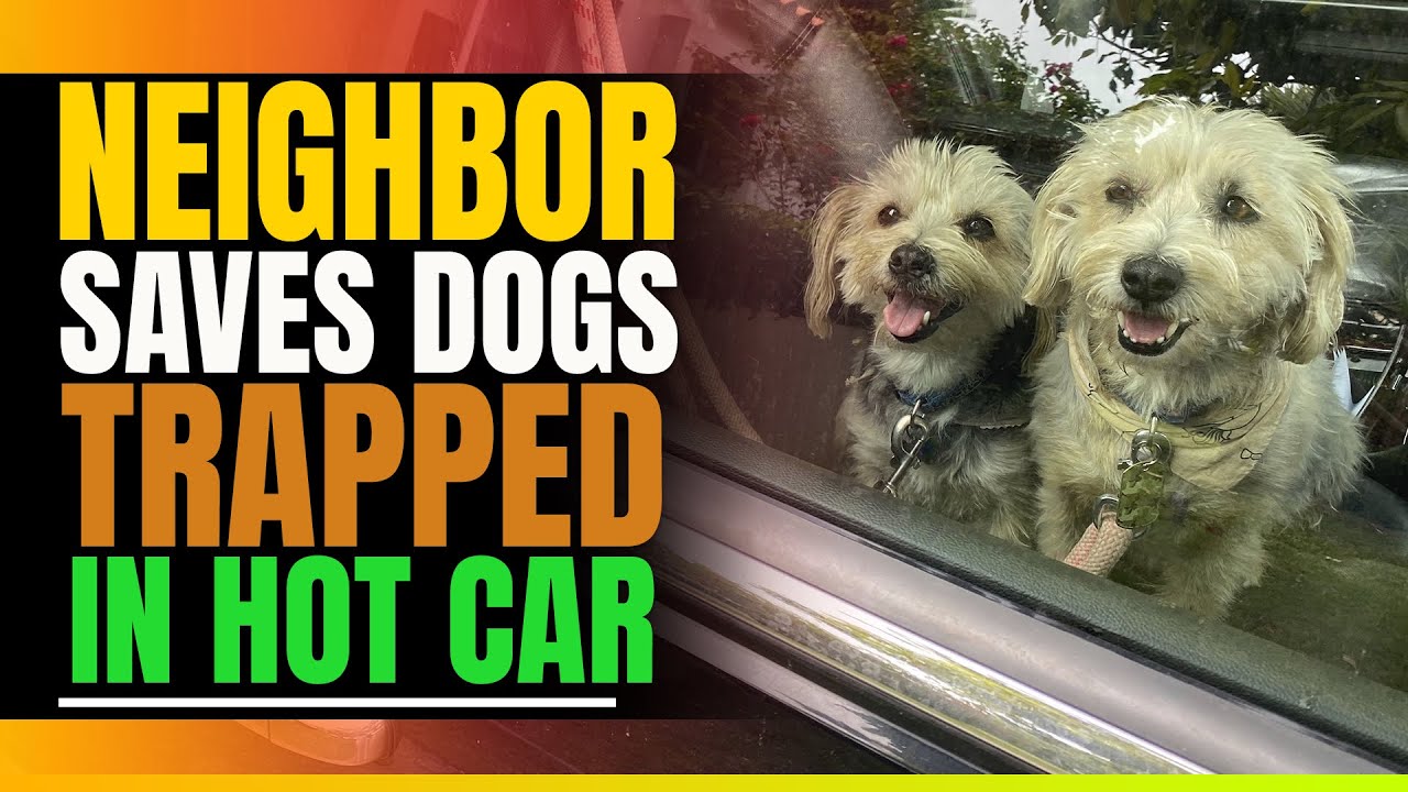 NEIGHBOR Saves Dogs Trapped In Hot Car. Then This Happens